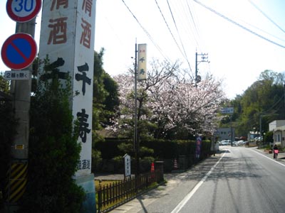 高祖酒造㈱の桜の木