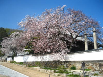 西寺の桜