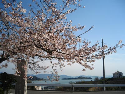 海と桜の絶景！