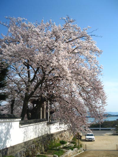 見事な桜です！